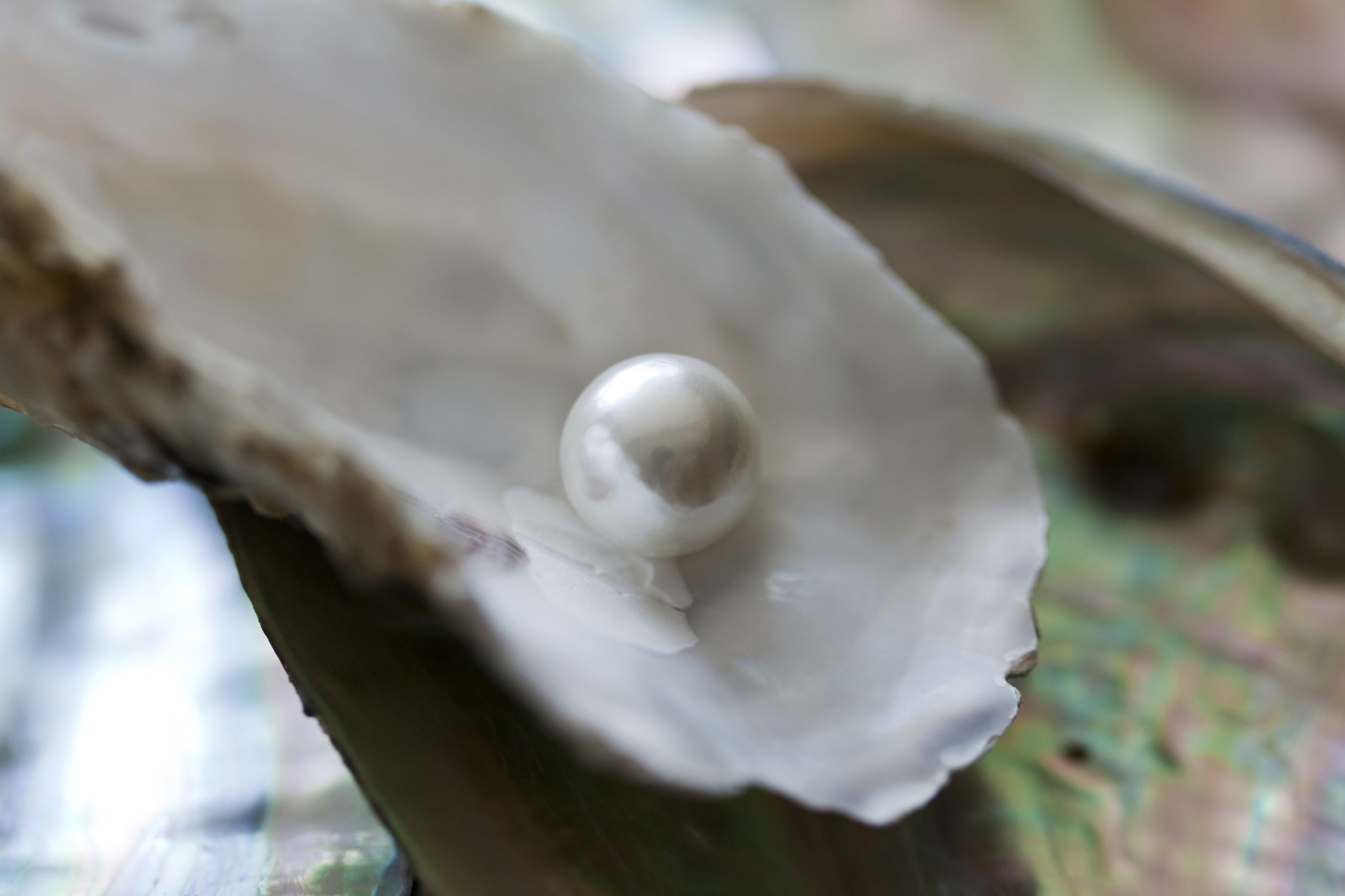 Close-up and top angle view of a pearl on an oyster shell with abalone shells