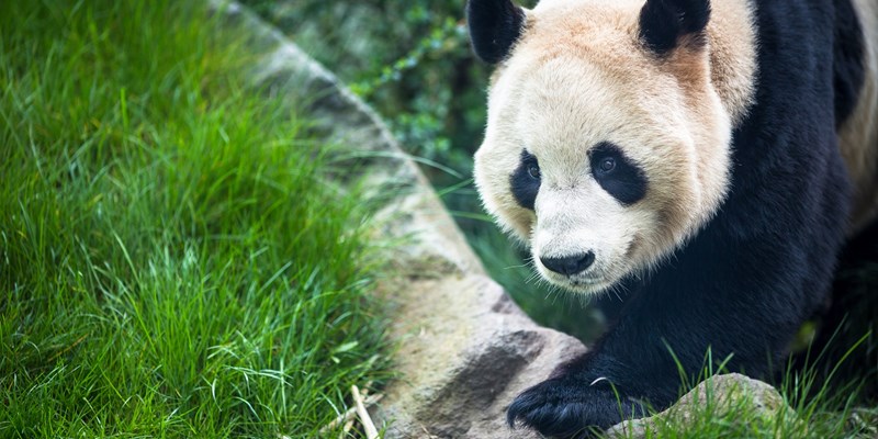 Giant panda (Ailuropoda melanoleuca)