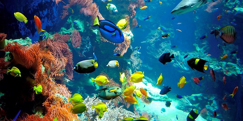 Aquarium at a museum of natural history in Salzburg, Austria